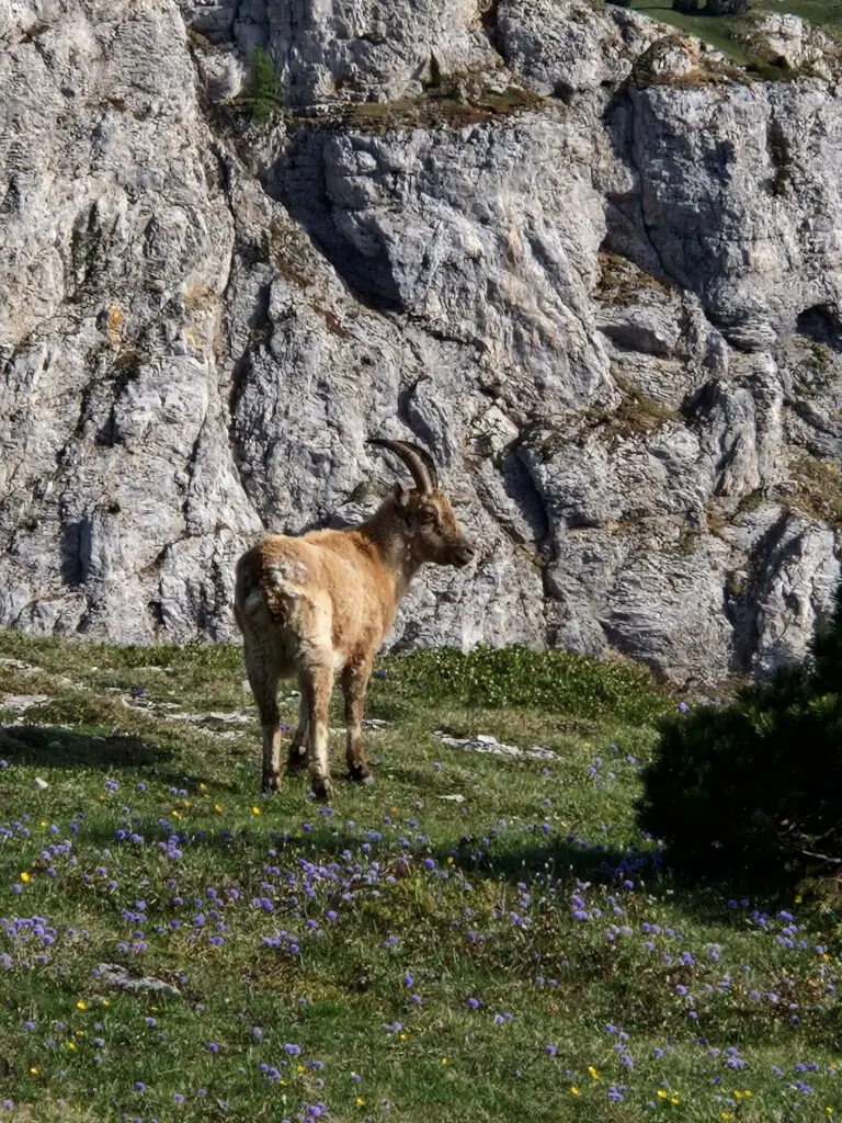 bouquetin vercors