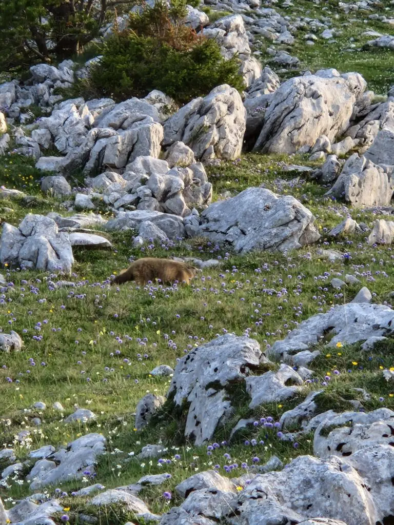 marmotte vercors