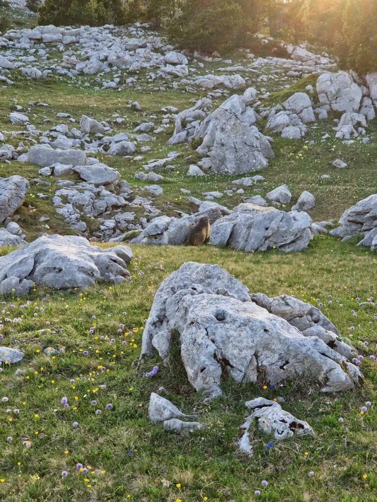 marmotte vercors