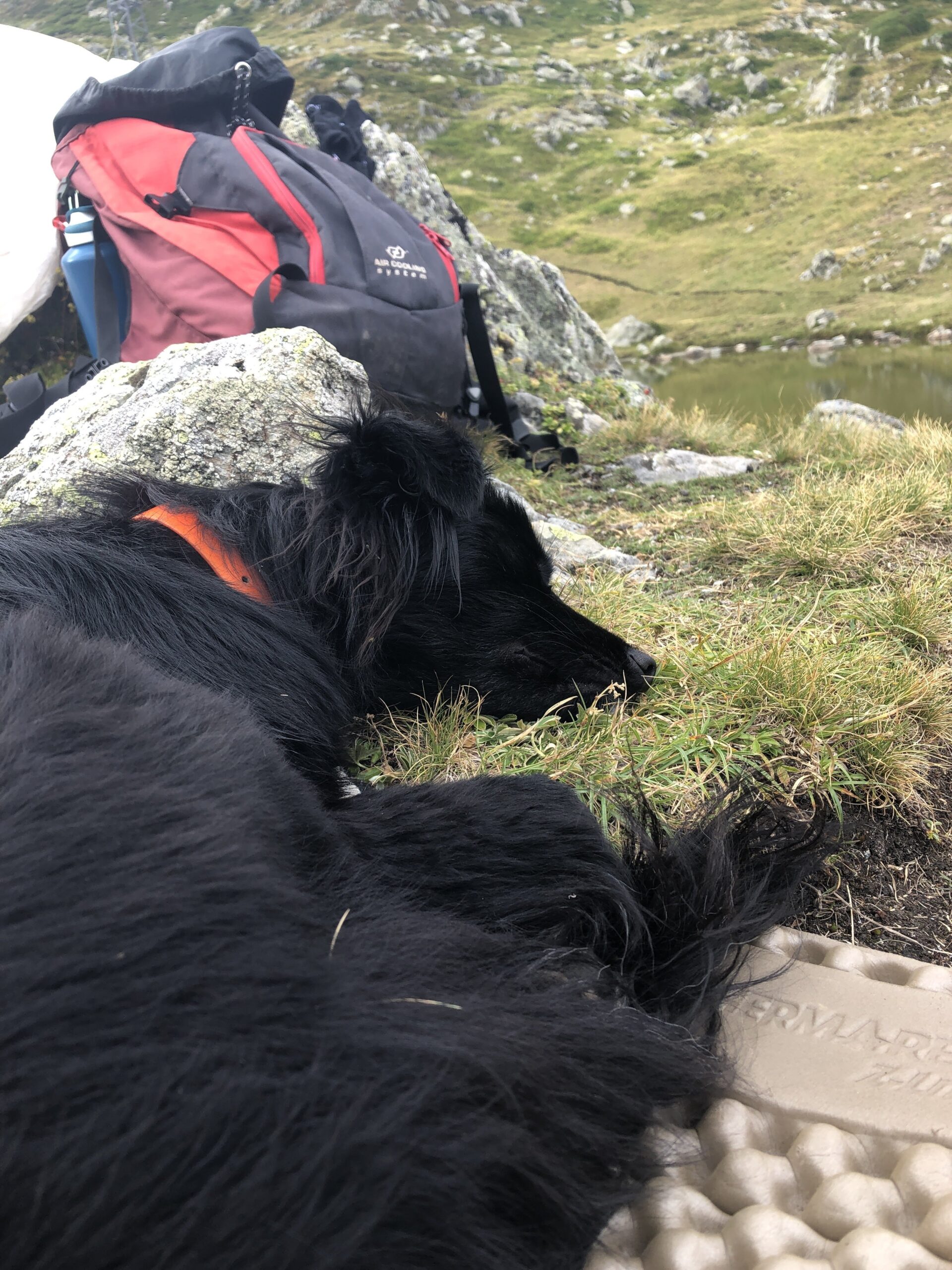 Randonner avec son chien : nos conseils pratiques