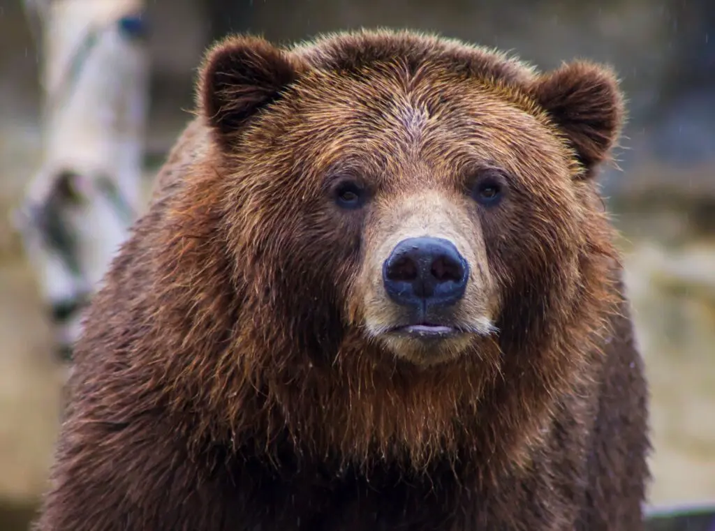 Les ours en randonnée que faire en cas de rencontre — photo 2