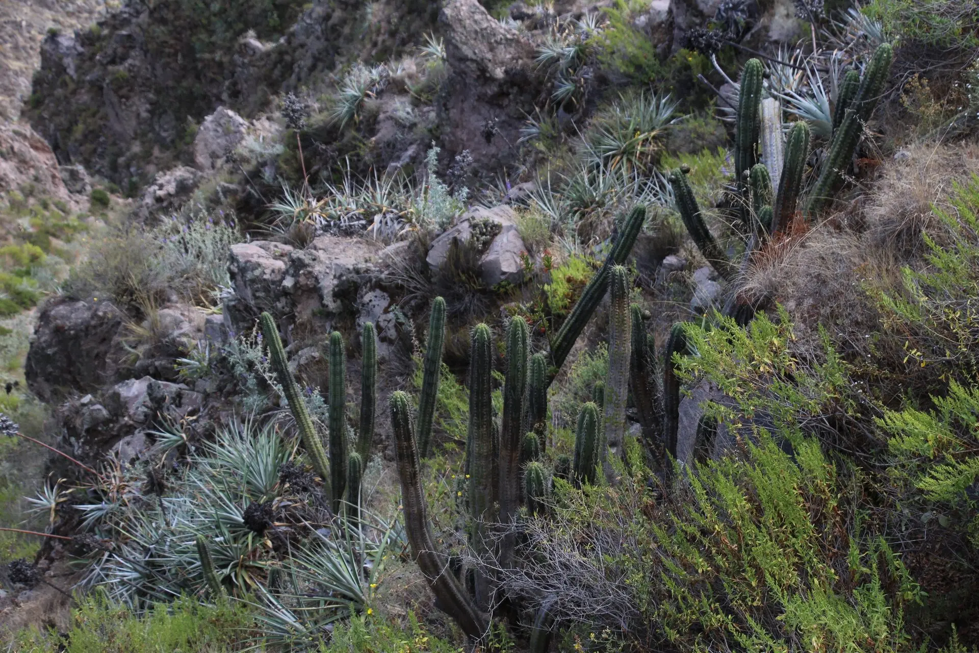 Trek du canyon de Colca en 2 jours récit, étapes et conseils — photo 5