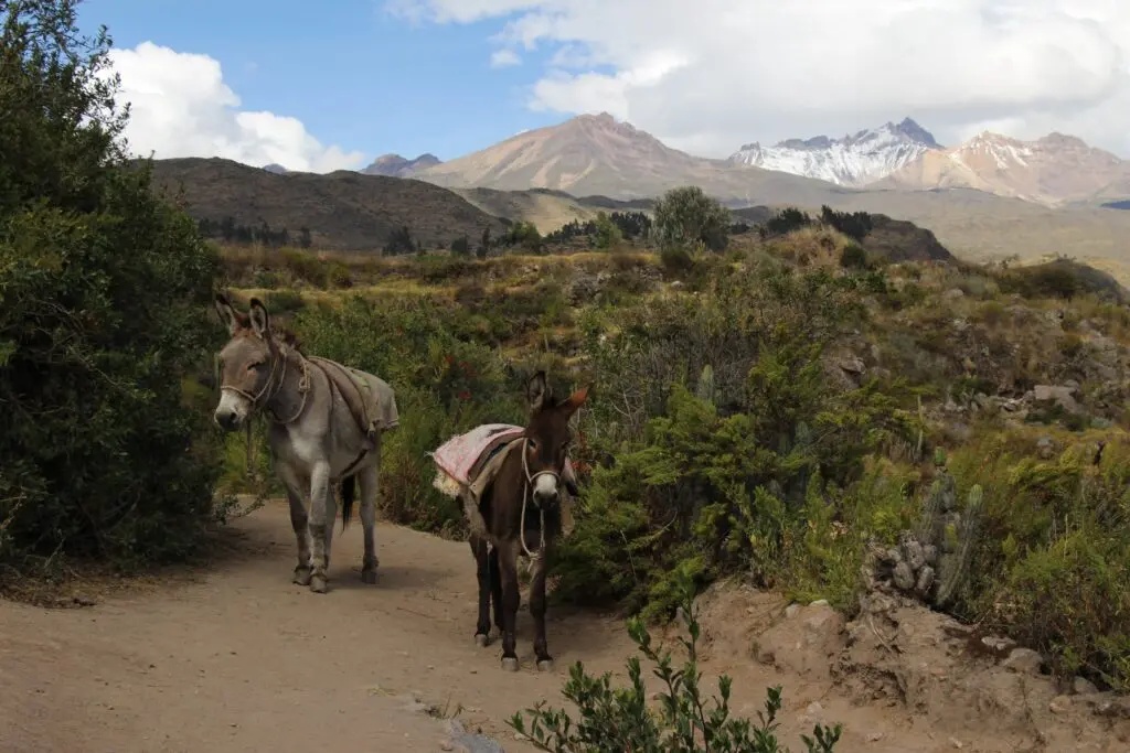 Trek du canyon de Colca en 2 jours récit, étapes et conseils — photo 17