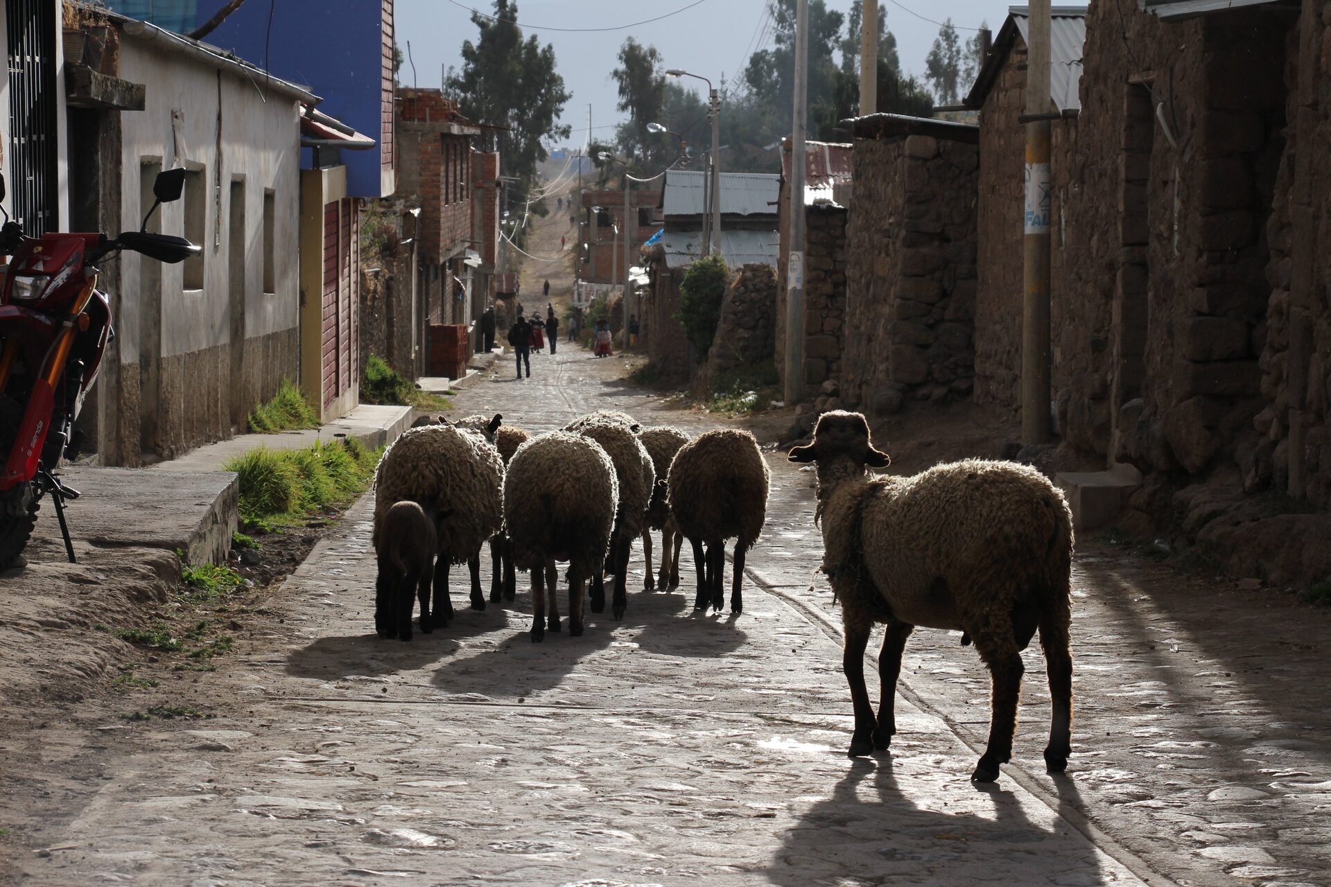 Trek du canyon de Colca en 2 jours récit, étapes et conseils — photo 18