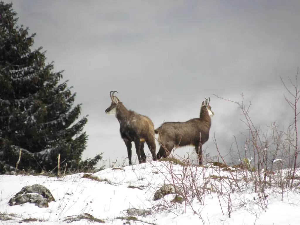 Respecter la faune et la flore — Limiter son impact sur la nature en randonnée