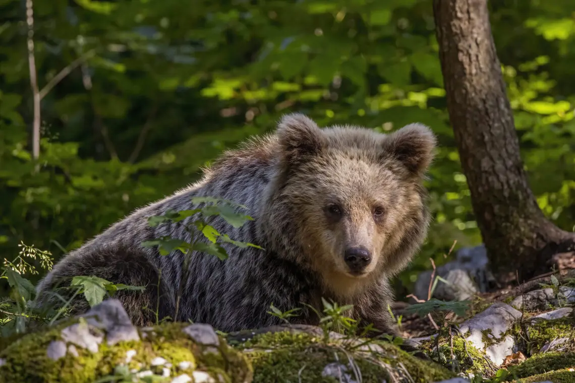 Ours en randonnée