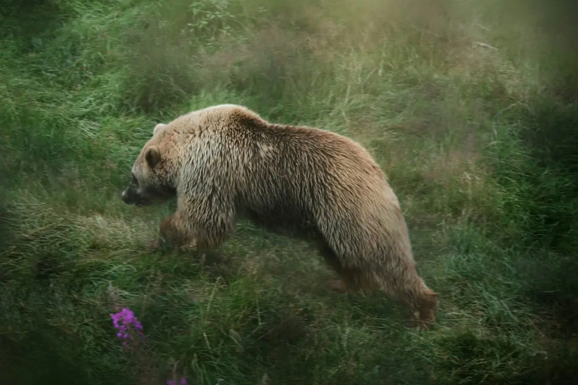 Ours en randonnée