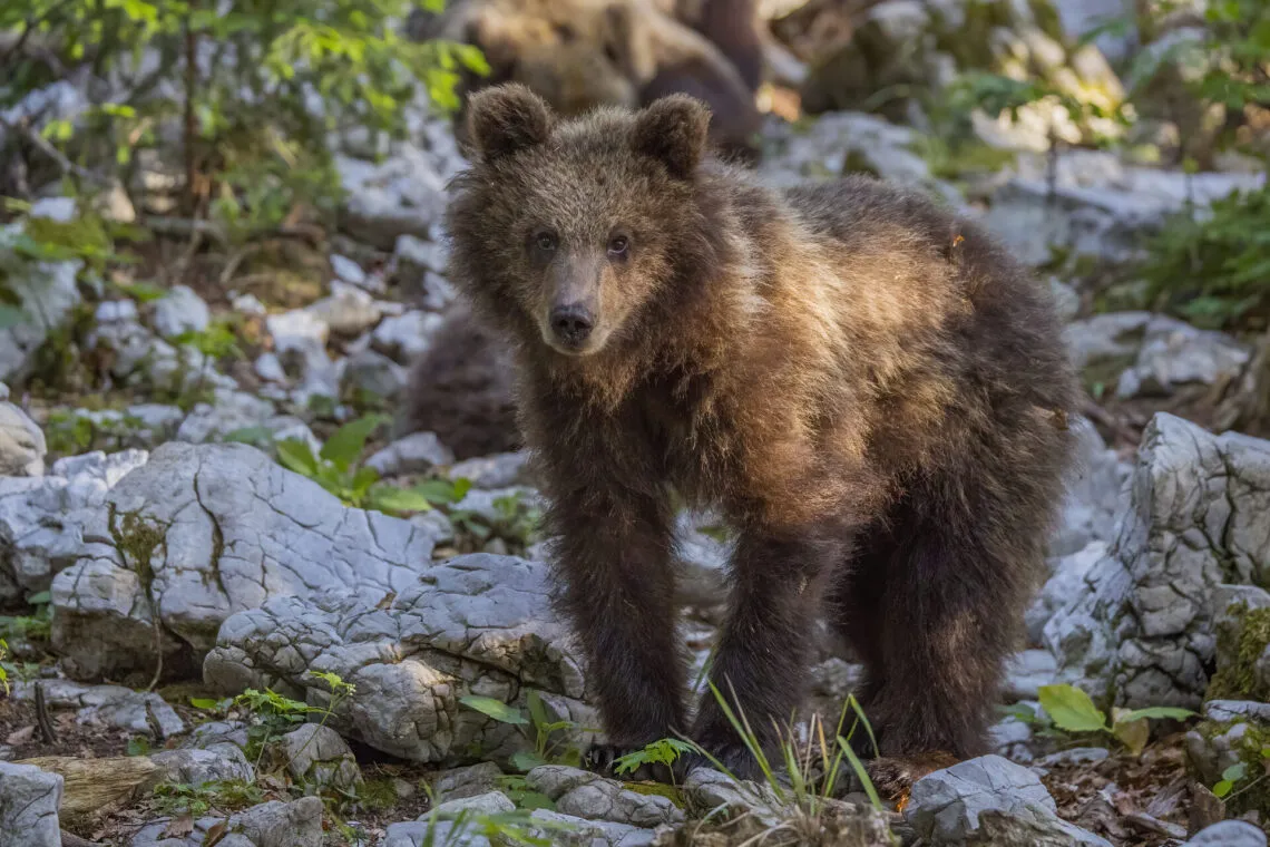 Ours brun marchant sur un tronc couché en forêt