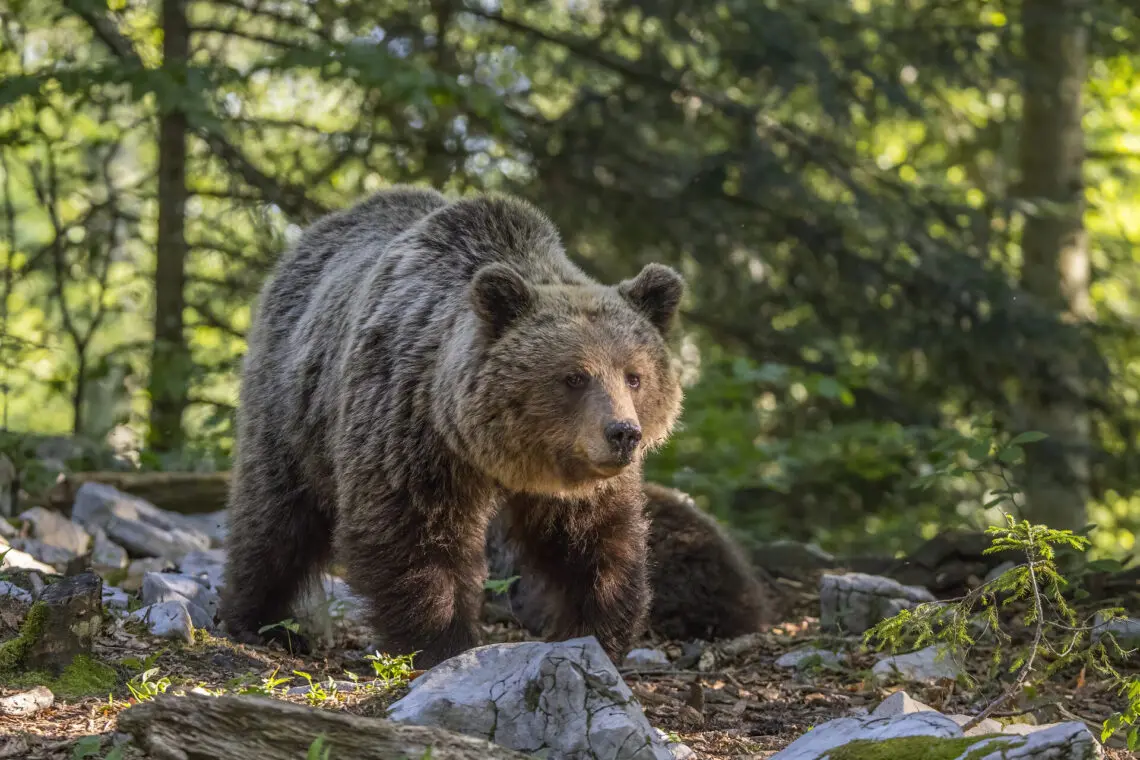 Ours en randonnée