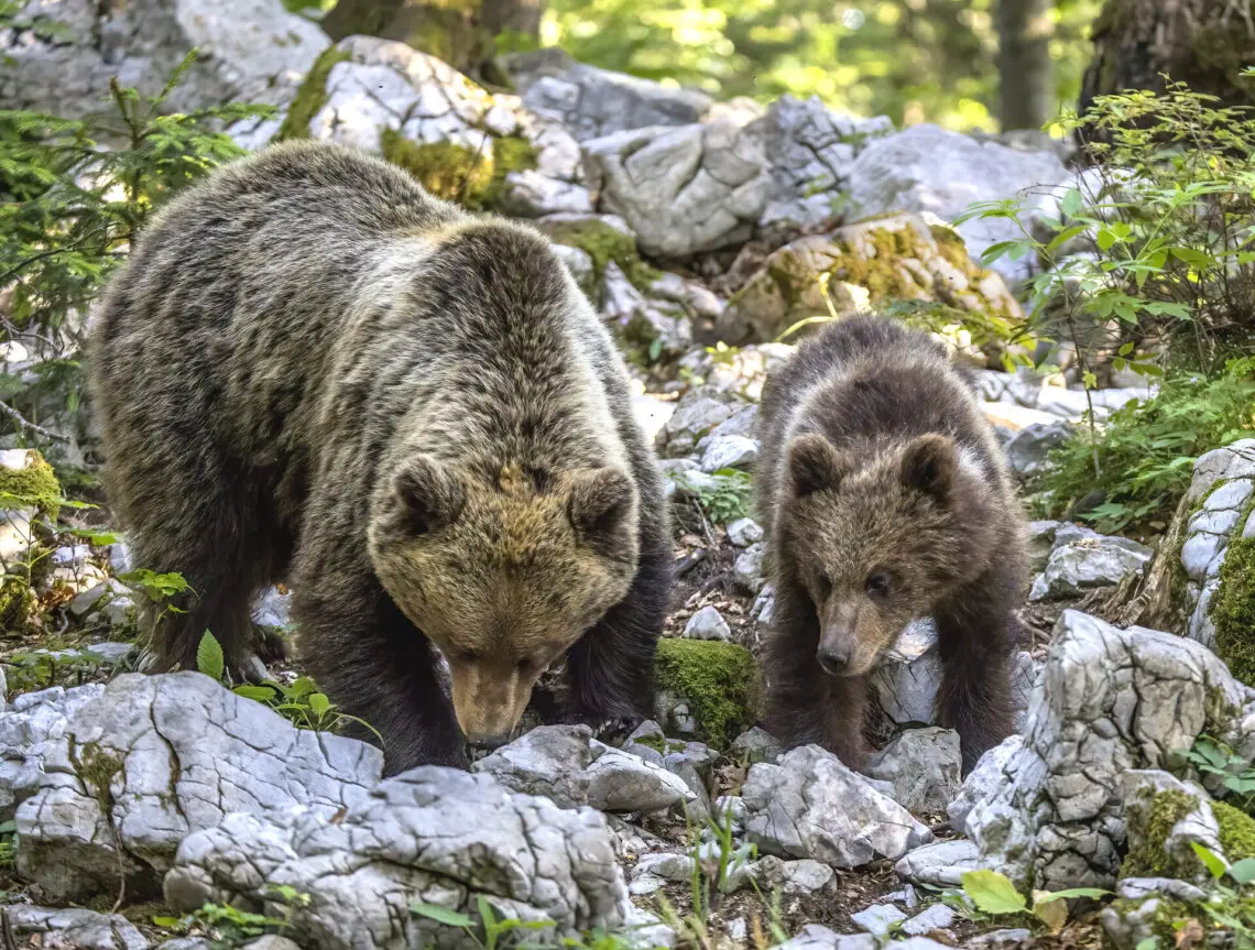 Les ours en randonnée que faire en cas de rencontre — photo 1