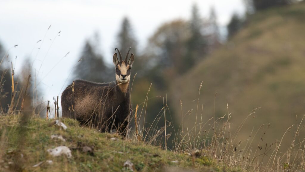 Chamois ou bouquetin quelle différences — photo 4