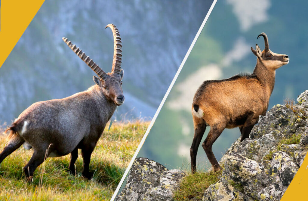 Chamois ou bouquetin : quelle différences ?