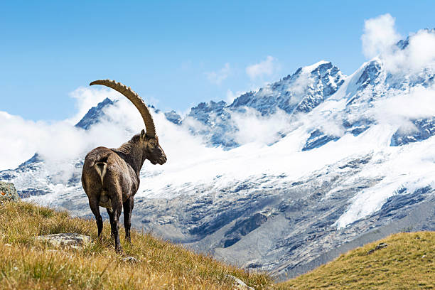 Chamois ou bouquetin quelle différences — photo 6