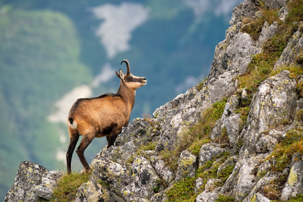 Chamois ou bouquetin quelle différences — photo 5