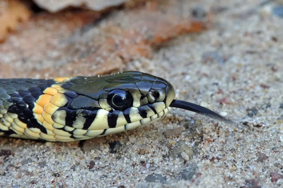 Les serpents non venimeux en France — Que faire en cas de morsure de serpent ?