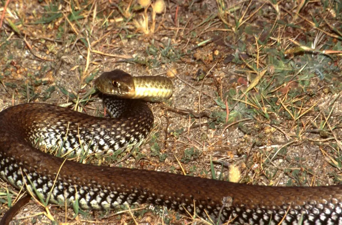 Les serpents non venimeux en France — Que faire en cas de morsure de serpent ? (photo 5)