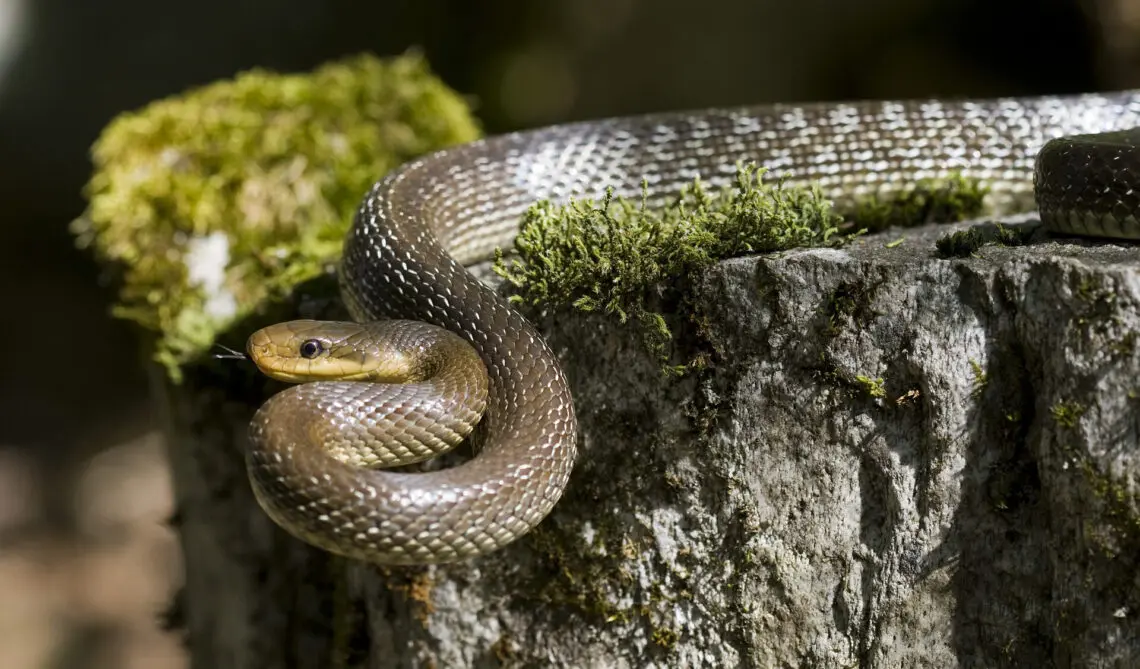 Les serpents non venimeux en France — Que faire en cas de morsure de serpent ? (photo 2)