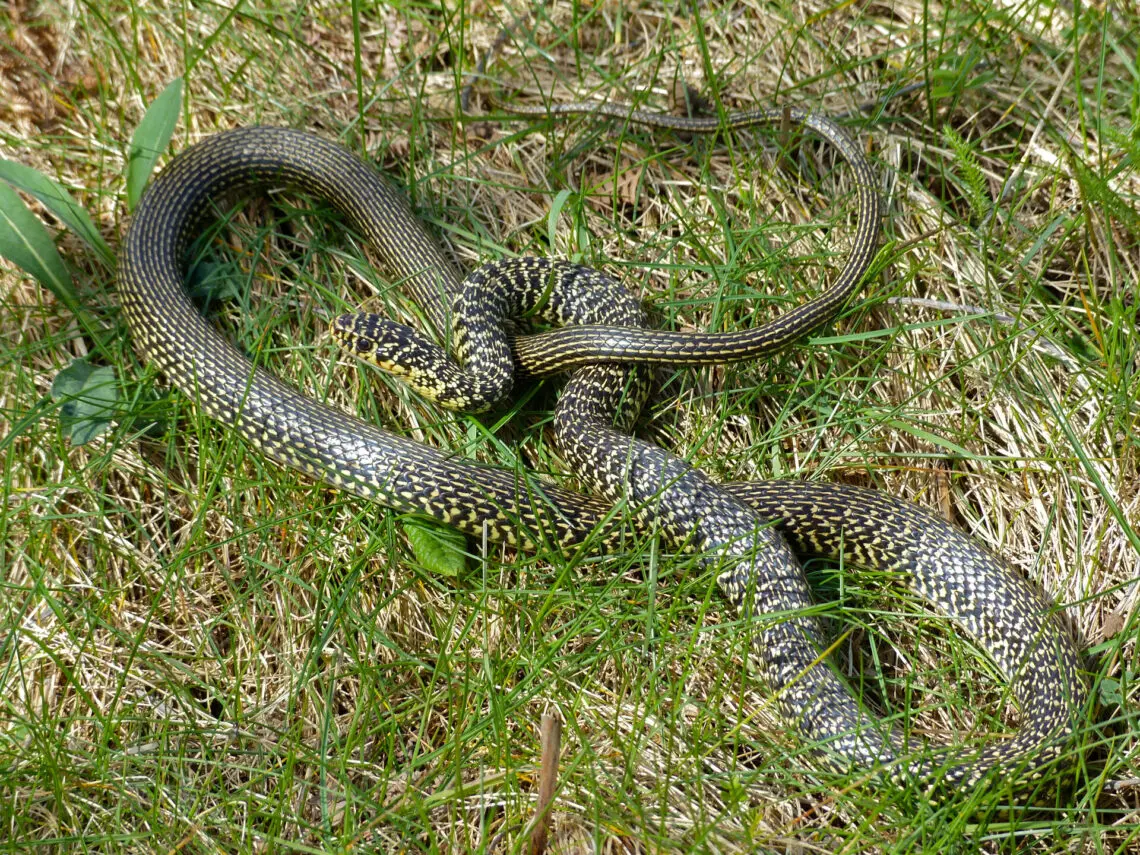 Les serpents non venimeux en France — Que faire en cas de morsure de serpent ? (photo 3)
