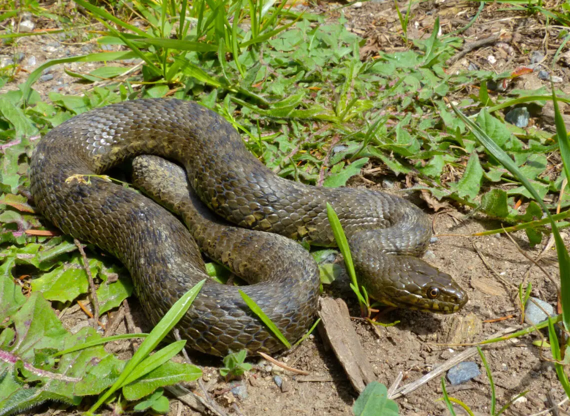 Les serpents non venimeux en France — Que faire en cas de morsure de serpent ? (photo 4)