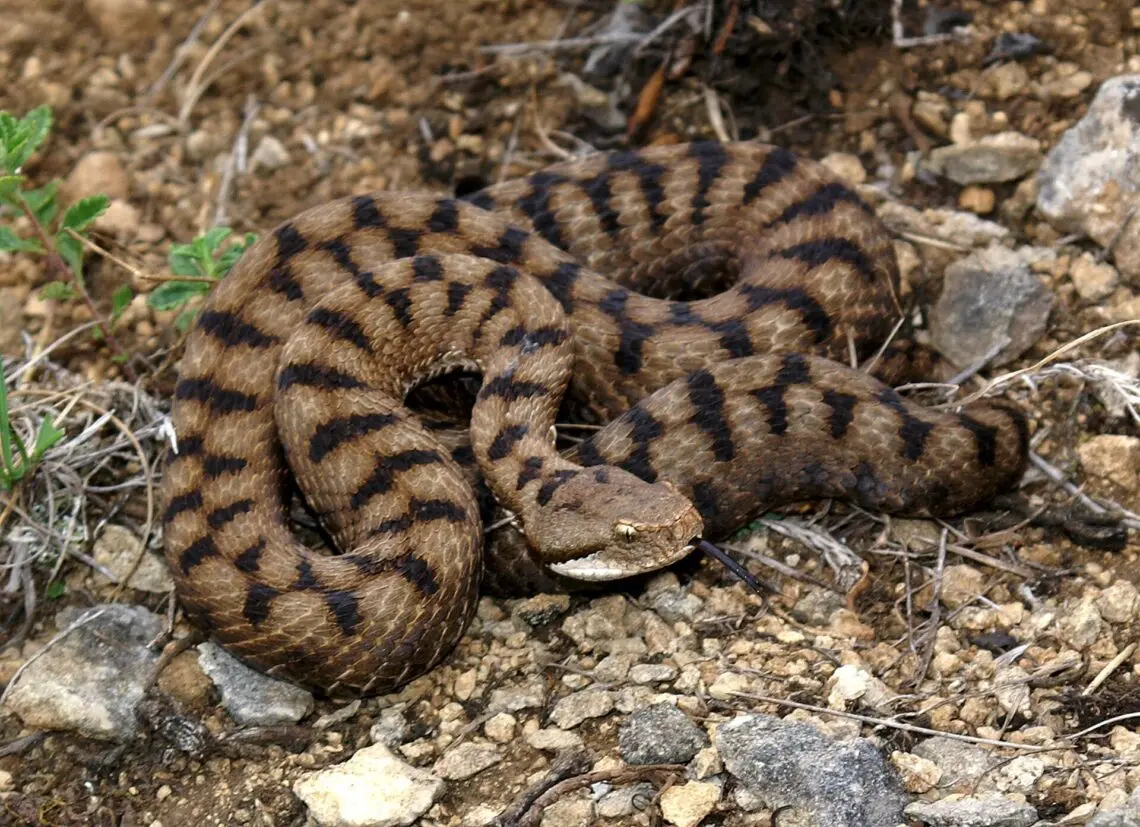 Les serpents venimeux en France — Que faire en cas de morsure de serpent ?