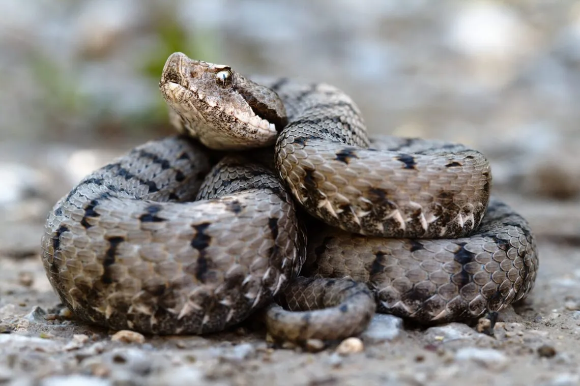 Vipère aspic (Vipera aspis) enroulée au sol, tête relevée