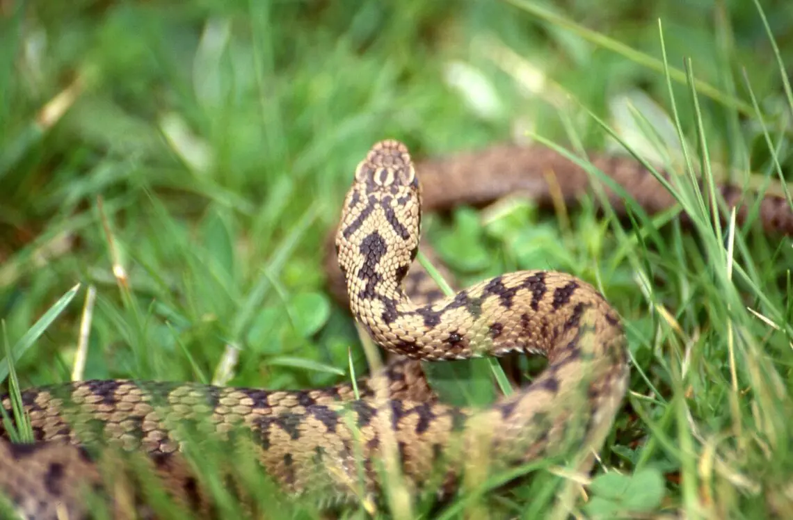Les serpents venimeux en France — Que faire en cas de morsure de serpent ? (photo 2)