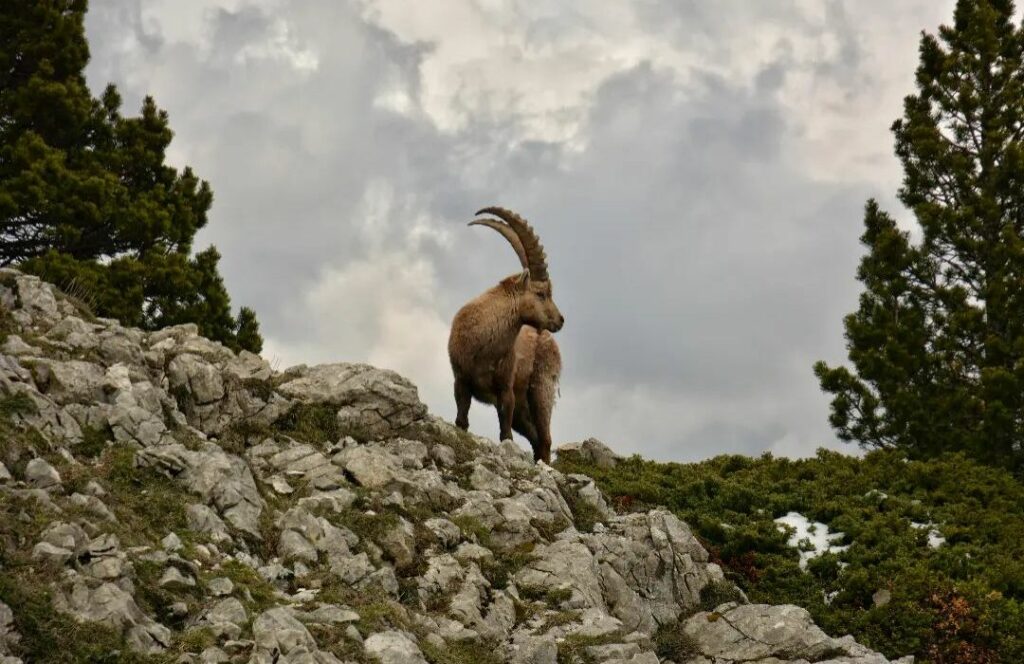 Les animaux de la montagne : quelle faune en altitude ?