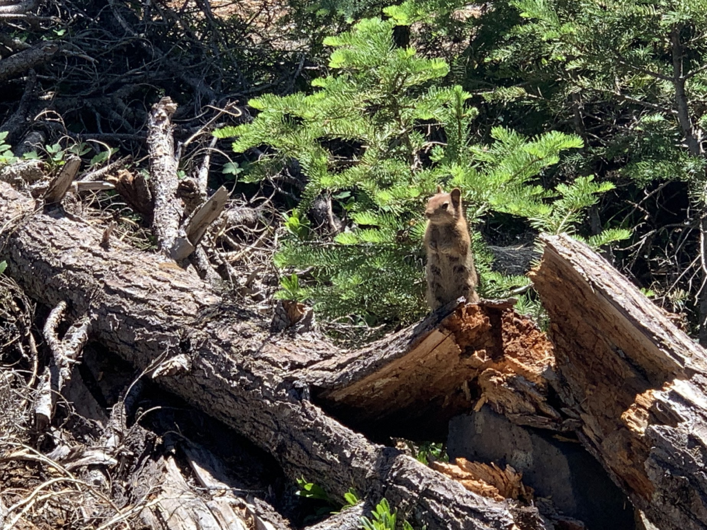 Le PCT Trail (Pacific Crest Trail) guide et récit — photo 40