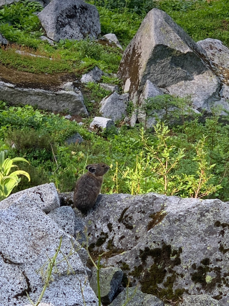 Le PCT Trail (Pacific Crest Trail) guide et récit — photo 45