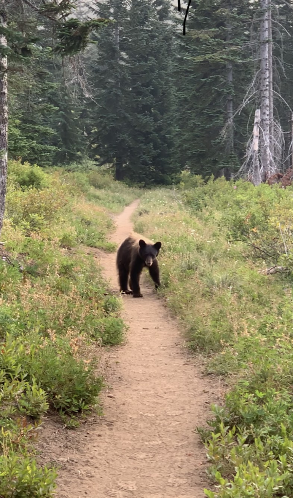 Le PCT Trail (Pacific Crest Trail) guide et récit — photo 53