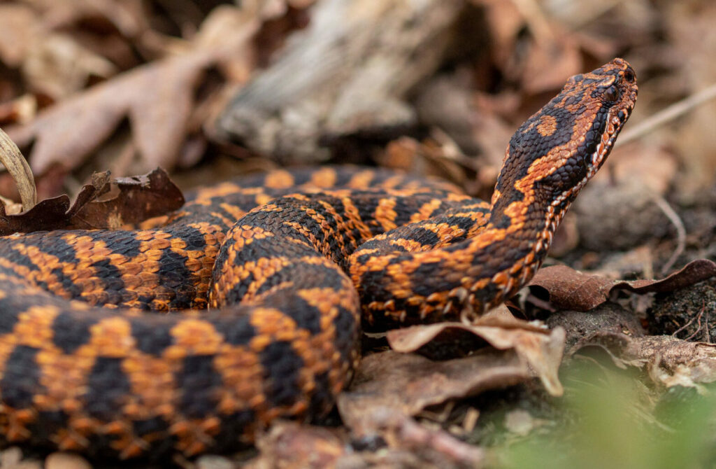 Que faire en cas de morsure de serpent ?