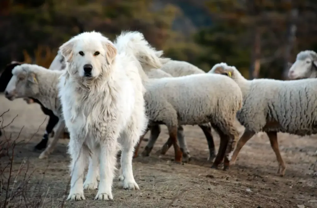 Que faire face à un patou en randonnée ?