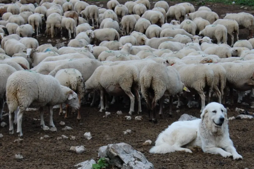 Que faire face à un patou en randonnée — photo 3