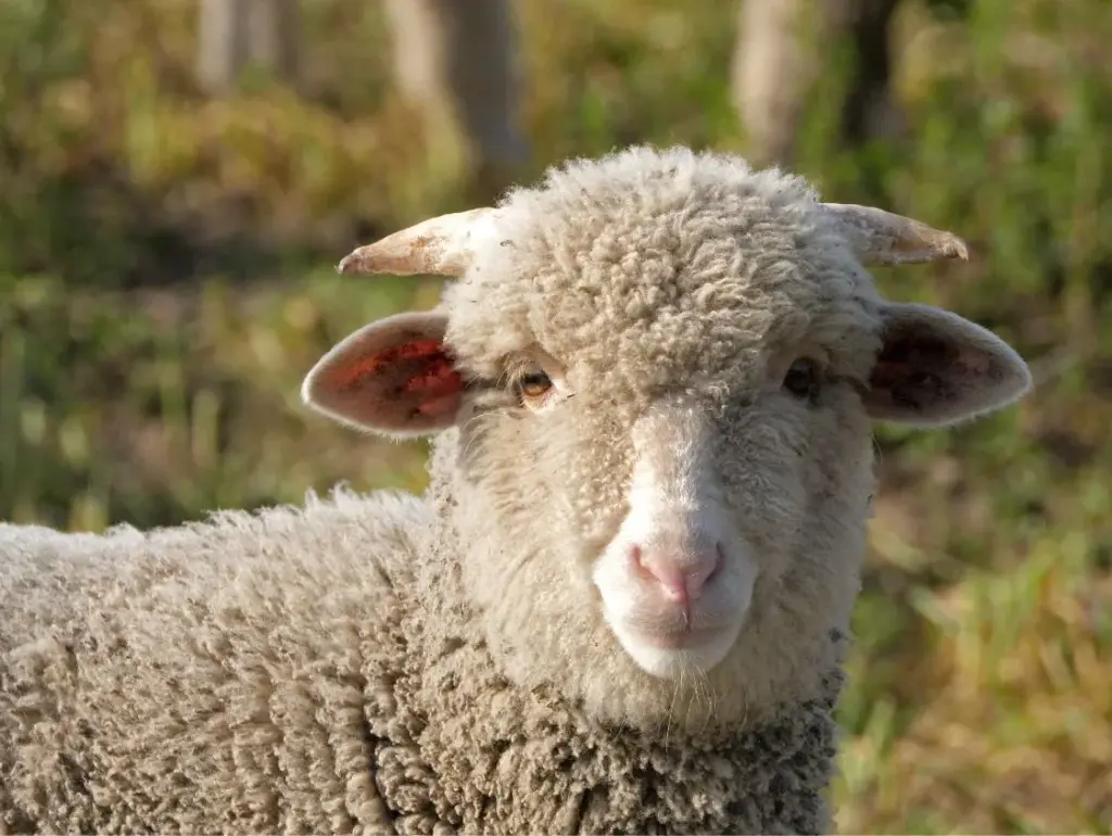 Pourquoi choisir la laine mérinos en randonnée ?