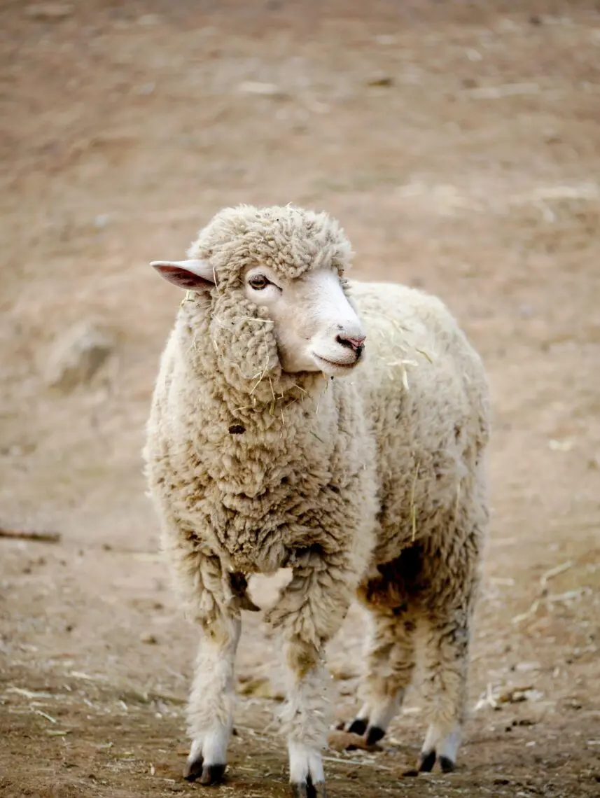 Mouton mérinos à la toison épaisse dans un pâturage