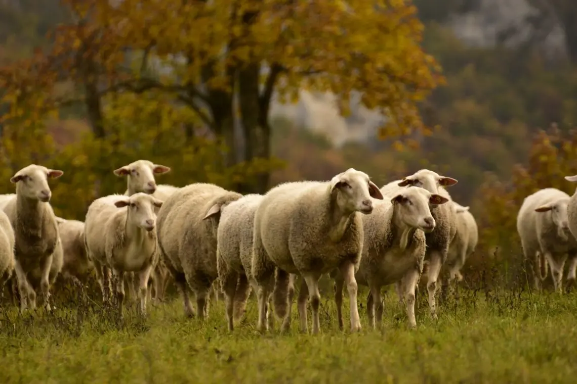 Troupeau de moutons mérinos dans un pâturage en automne