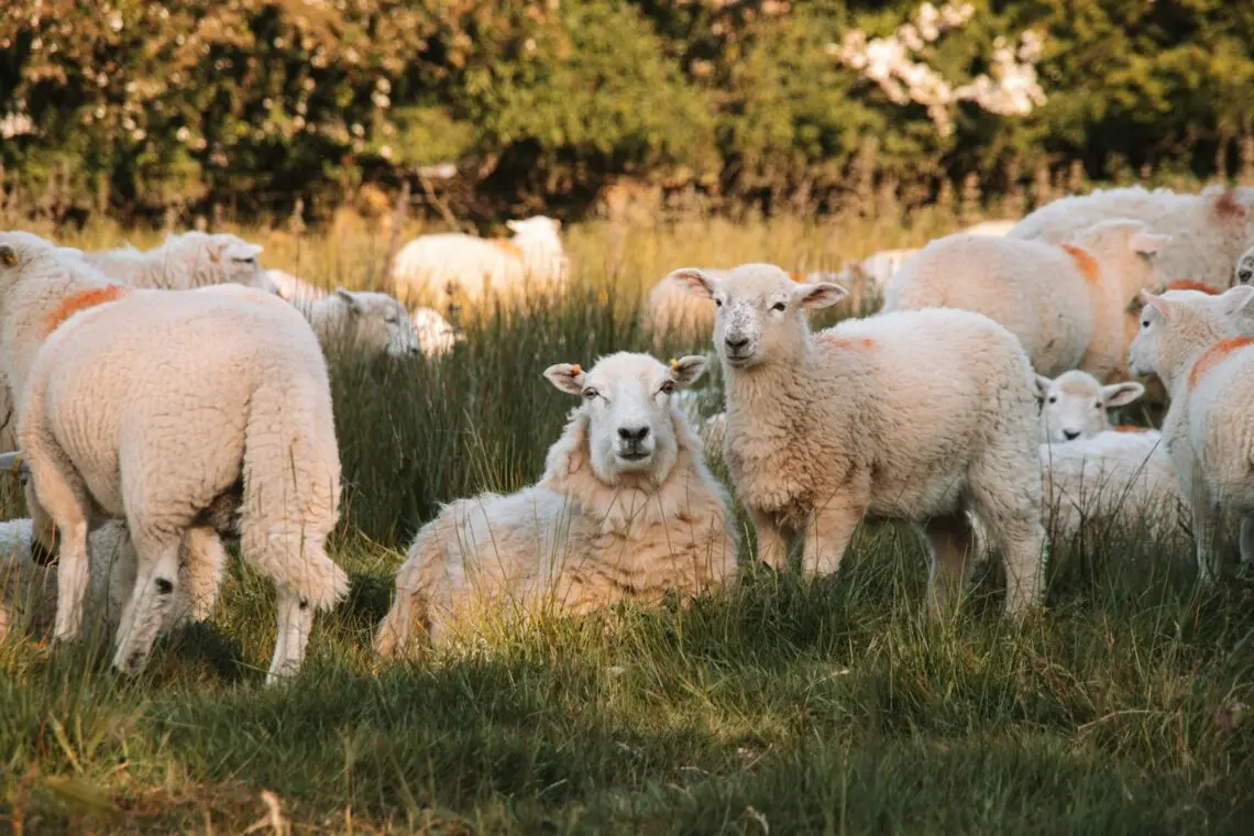 Troupeau de moutons mérinos au pré