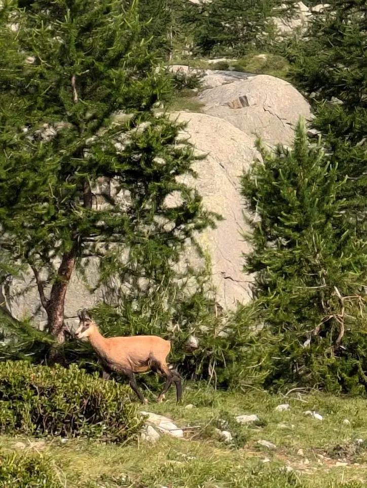 Grande Traversée des Alpes GR5 et GR52 - Mercantour et Vallée des Merveilles - 44 — photo 76