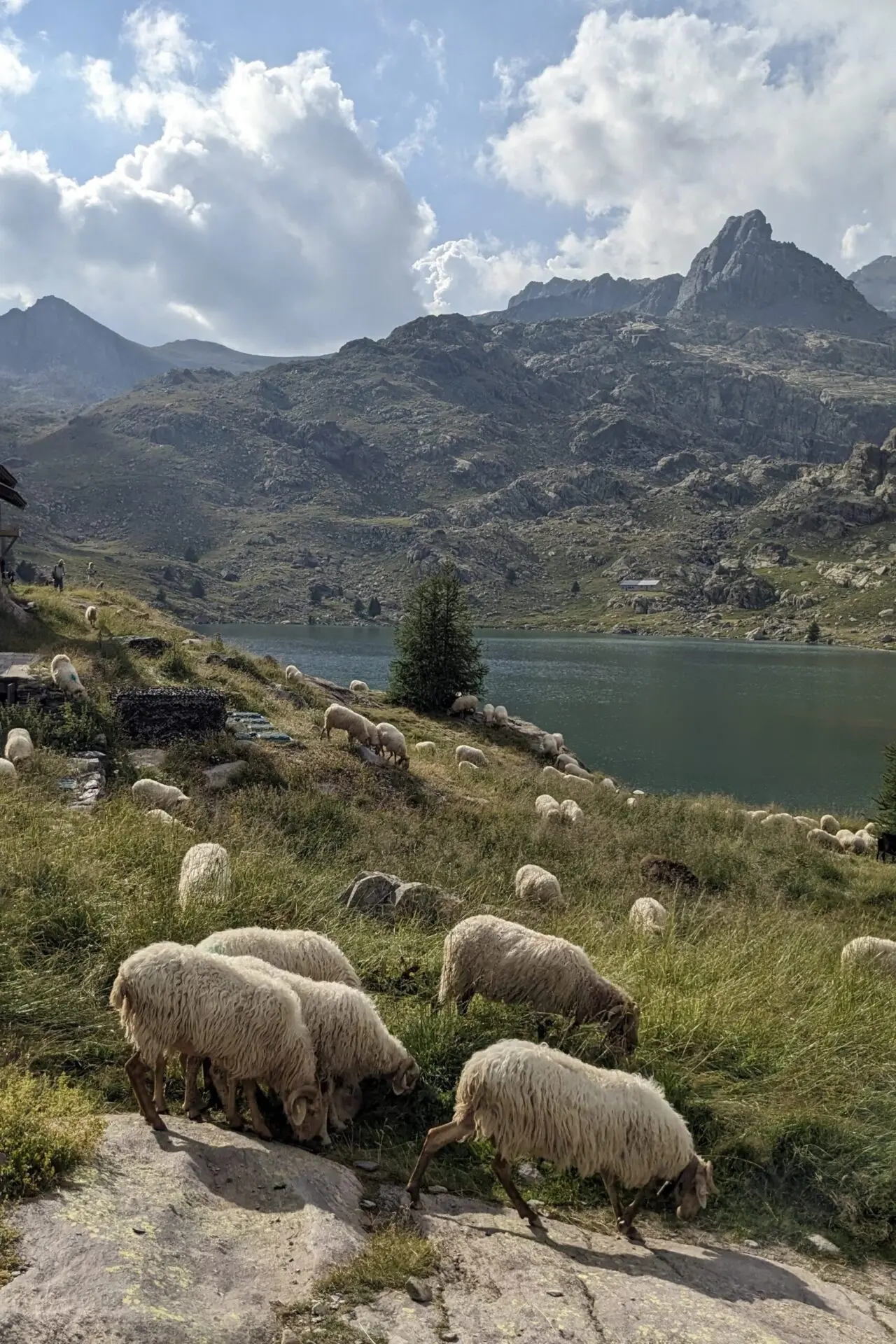 Grande Traversée des Alpes GR5 et GR52 - Mercantour et Vallée des Merveilles - 44 — photo 101