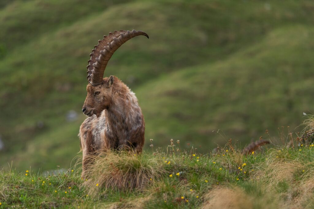 Bouquetin des Alpes : où et comment l'observer en montagne ?