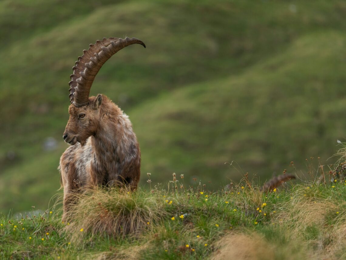 Bouquetin des Alpes : où et comment l'observer en montagne ?