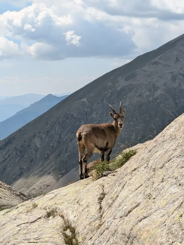 Grande Traversée des Alpes GR5 et GR52 - Mercantour et Vallée des Merveilles - 44 — photo 88