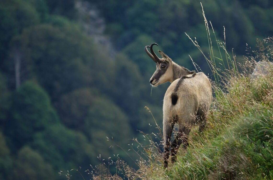 Le chamois : acrobate des cimes