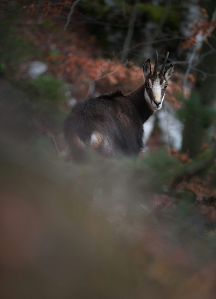 Le chamois : acrobate des cimes