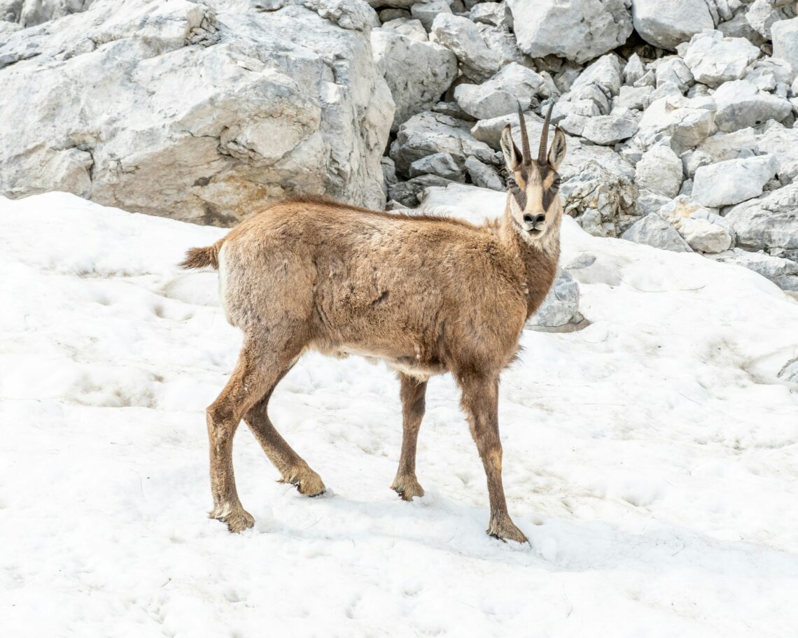 Le chamois : acrobate des cimes
