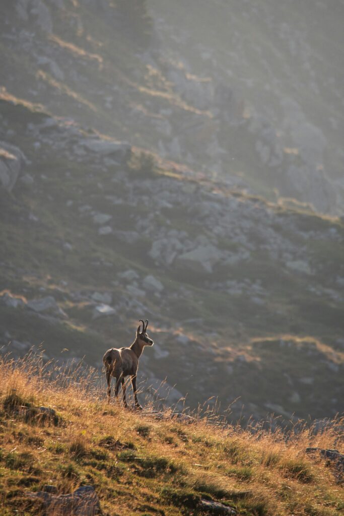Le chamois : acrobate des cimes