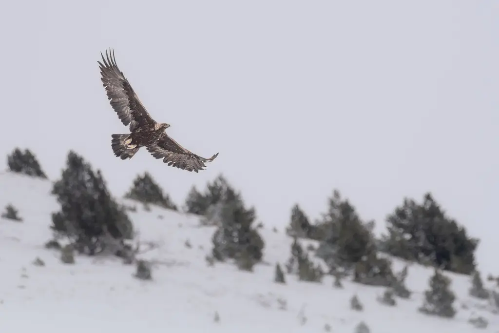 Aigle royal dans son milieu naturel de montagne