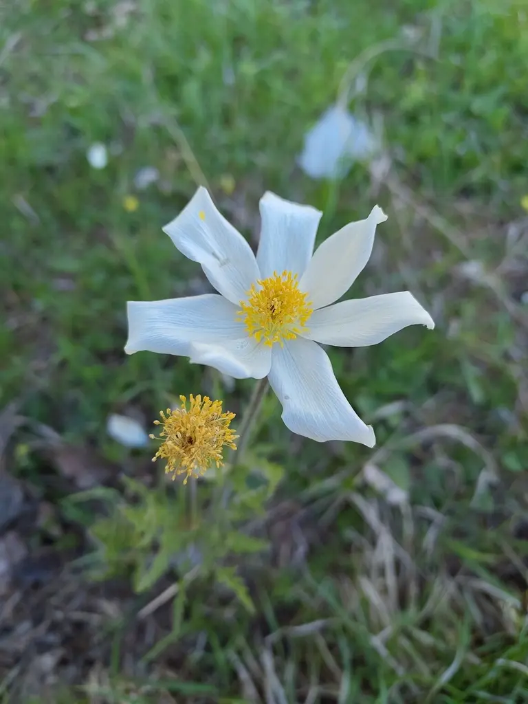 Anémone des Alpes en fleur dans son milieu de montagne