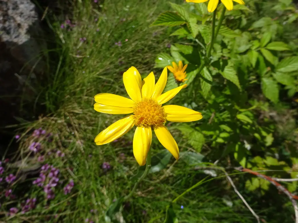 Arnica en fleur dans son milieu de montagne