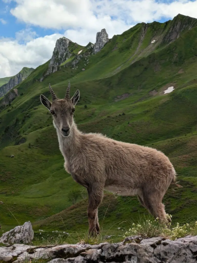 Bouquetin des Alpes debout sur un rocher devant une crête calcaire